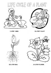 English Worksheet: LIFE CYCLE OF A PLANT