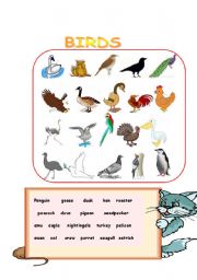 English Worksheet: BIRDS