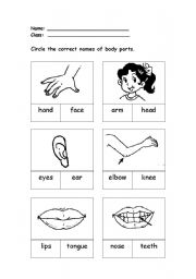 English Worksheet: Parts of Body