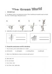 English Worksheet: Plant Life