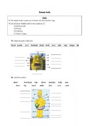 English Worksheet: Human body