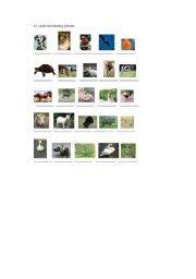 English worksheet: pets farm animals