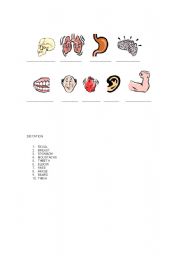 English worksheet: body parts