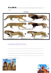 English Worksheet: writing
