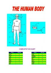 English Worksheet: THE HUMAN BODY