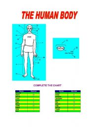 English worksheet: THE HUMAN BODY