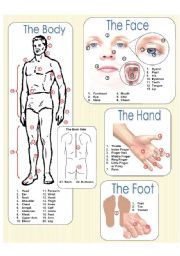 English Worksheet: The Body Picture Dictionary