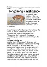 Tongdaengs Intelligence