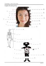 English Worksheet: Parts of the Body