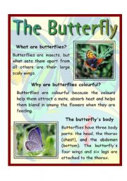 English Worksheet: The Butterfly