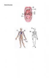 English Worksheet: Parts of the Body - 2 of 3