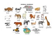 Animals Groups