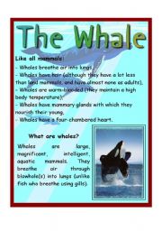 English Worksheet: The Whale