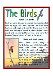 English Worksheet: The Birds