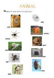 English worksheet: animals homes