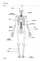 English Worksheet: OUR SKELETON: BONES