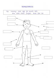 English Worksheet: Body parts