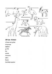 English Worksheet: African animals