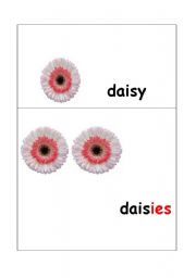 English Worksheet: daisy