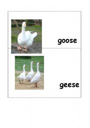 English worksheet: goose-geese