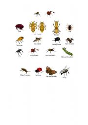 English worksheet: insects