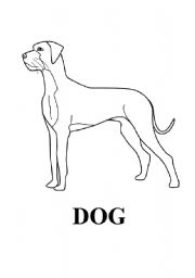 English worksheet: Dogs flashcard