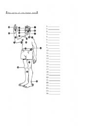 English Worksheet: The parts of the human body