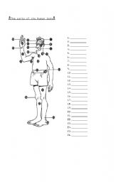 English worksheet: The parts of the human body