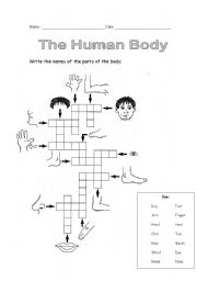 The Human Body