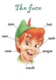 English Worksheet: The Face