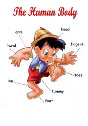 English Worksheet: The Human Body