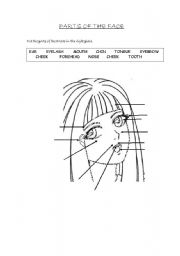 English Worksheet: PARTS OF THE FACE