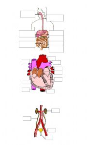 English Worksheet: internal organs