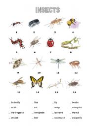 English Worksheet: Insects