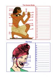 English Worksheet: the human body