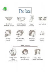 English Worksheet: The Face