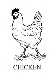 English worksheet: chicken flashcard