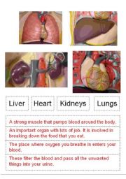 English Worksheet: Organ functions