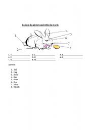 English worksheet: Body 