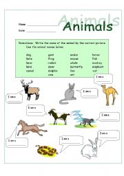 English Worksheet: Animal Names and Sentences