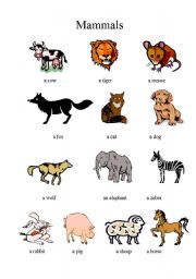Animal clasification