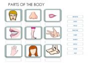 English Worksheet: Parts of the body