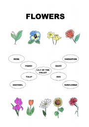 English Worksheet: Flowers