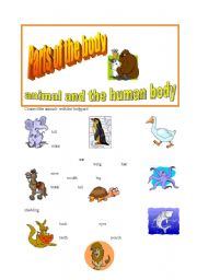 English worksheet: Parts of the body