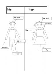 English Worksheet: teaching his and her 