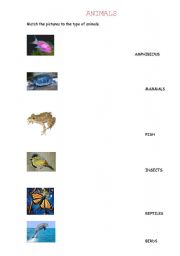 English worksheet: TYPES OF ANIMALS