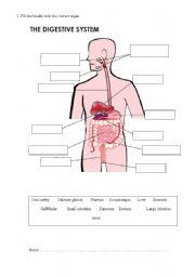 Digestive System