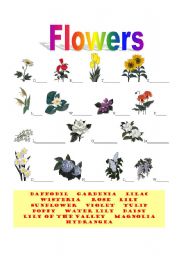 Flowers