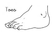 English worksheet: Toes