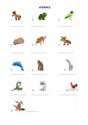 English worksheet: Animals